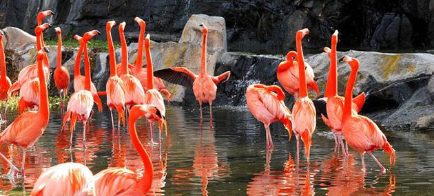 Cancun All Tours -Celestun Flamingos